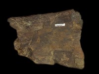 藏品(大型動物肢骨化石)的圖片